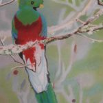 Pastel drawing of a colorful tropical bird.