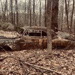 Photograph of broken down antique car in the woods.