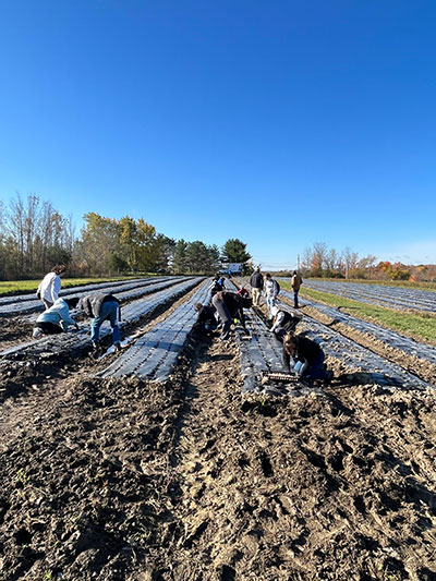 students planting garlic