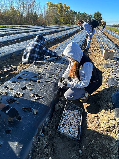 students planting garlic